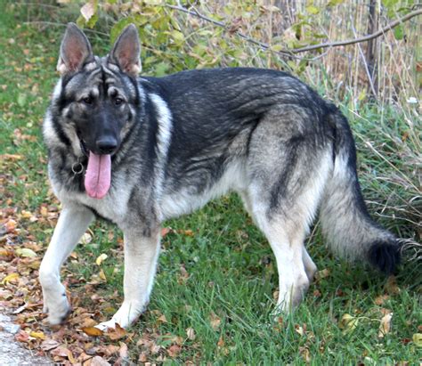 The first registered german shepherd dog was sable in. Silver German Shepherd: What Should You Do To Get This Rare?
