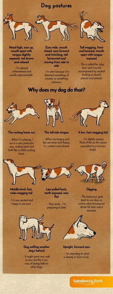 How To Understand What Your Dog Is Trying To Say Dog Training Dog
