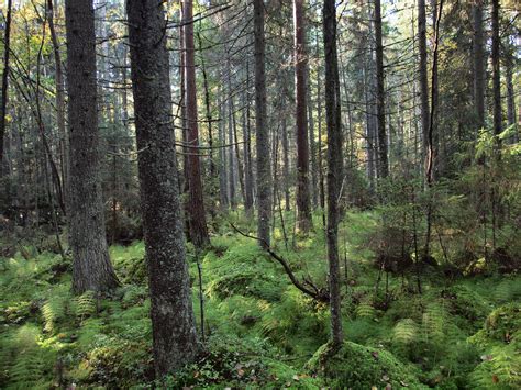 Decaying wood in Finnish forests increases rapidly 