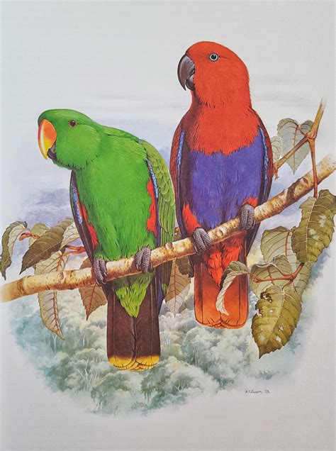 Eclectus Parrot Eclectus Roratus By L Ucifer Morningstar On Deviantart
