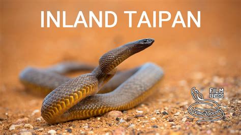 Inland Taipan Fierce Snake The Most Venomous Snake In The World
