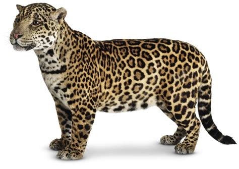Types Of Big Cats Chasing Big Cats Species Guide Nature Pbs