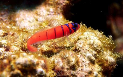 Blue Banded Goby Were Your Scuba Diving