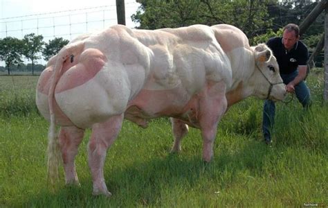 Frsthand The Gigantic Super Cow