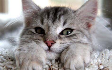 ImÁgenes De Gatos ® Fotos De Gatitos Lindos Para Descargar
