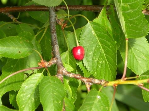 Toronto Wildlife More Pin Cherry