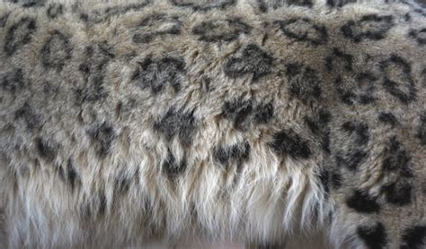 Snow Leopard — Kidcyber