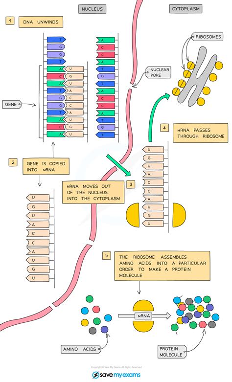 CIE IGCSE Biology 复习笔记17 1 4 Protein Synthesis