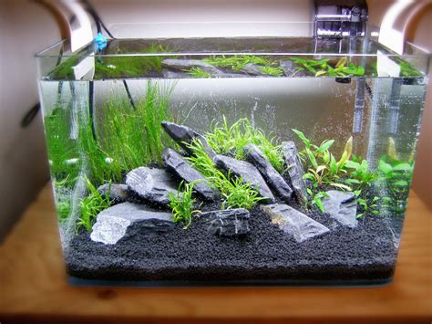 Things To Know About Aquascaping For Beginners Aquarium Fish Food