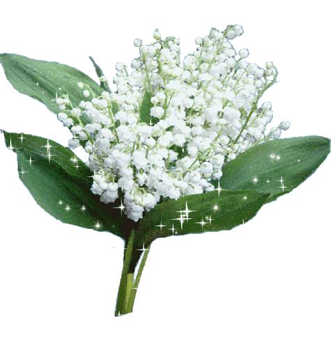 Faites livrer un joli bouquet de muguet le 1er mai à vos proches. "Muguet scintillant sur fond transparent"