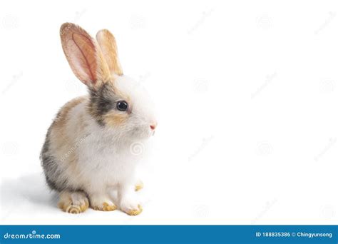 Baby Light Brown And White Spotted Rabbit Or Bunny With Long Ears