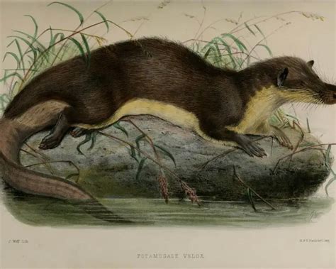 Giant Otter Shrew Facts Diet Habitat And Pictures On Animaliabio