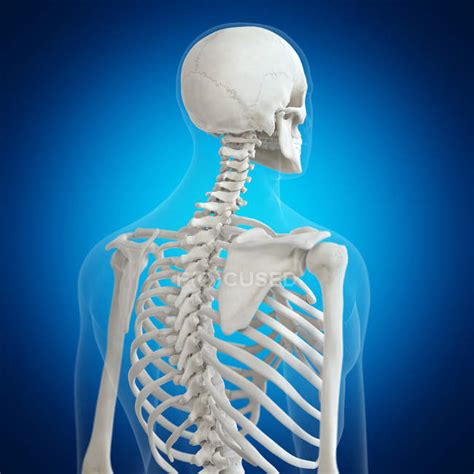 Illustration Of Back Bones In Human Skeleton On Blue Background