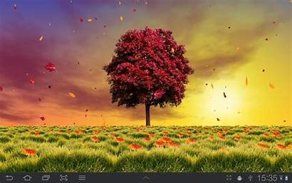 Tree Wallpapers Fall Google Trees Autumn Android