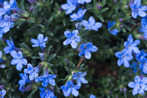 35430 Little Blue Flowers Stock Photos Free And Royalty Free Stock