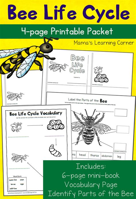 Bee Life Cycle Worksheets - Mamas Learning Corner