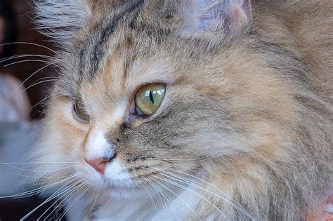 Feline 411 All About The Ragamuffin Cat Breed The Best