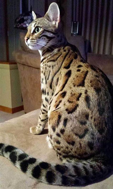 Bengal Cat Size Full Grown Care About Cats