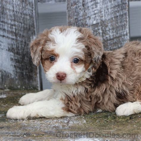 Light Chocolate Brown Aussiedoodle New Puppy Puppy Love Animals And