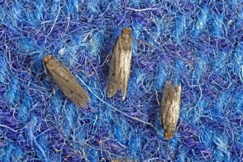 Passa l'aspirapolvere sui capi presenti nell'armadio, prima di lavarli. Come eliminare le tarme - Idee Green