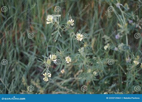 Securigera Varia Synonym Coronilla Varia Commonly Known As Crownvetch