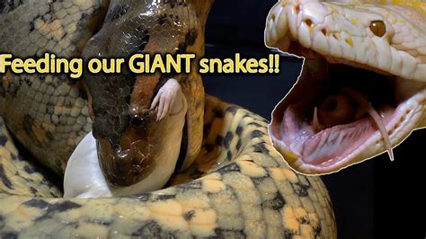 Feeding Our Pet Snakes Green Anaconda Burmese Python Reticulated