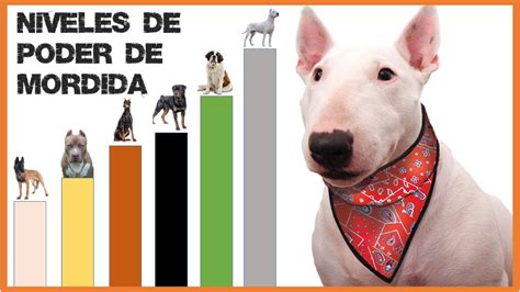 Son Los Pit Bulls El Perro Mas Fuerte