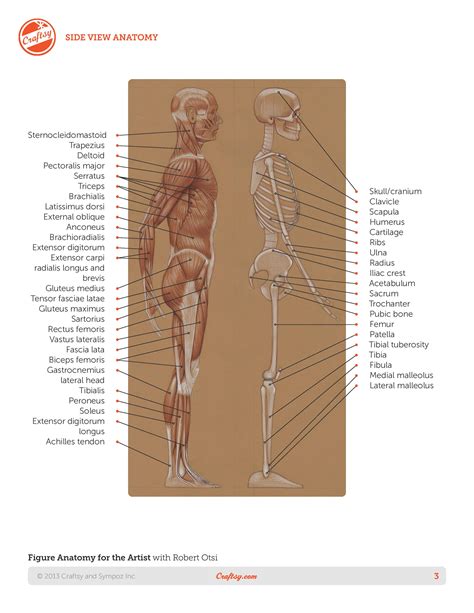 Want to learn more about it? Roberto-Osti-book-Basic-human-anatomy-page-3