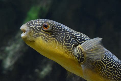 Giant Freshwater Pufferfish Tetraodon Mbu Zoochat