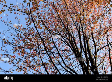 Acer Rubrum ‘october Glory Red Maple October Glory Small Yellow And