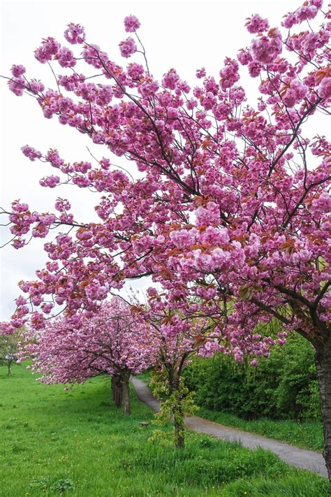 Blossoming Cherry Trees 2 Free Photo Download Freeimages