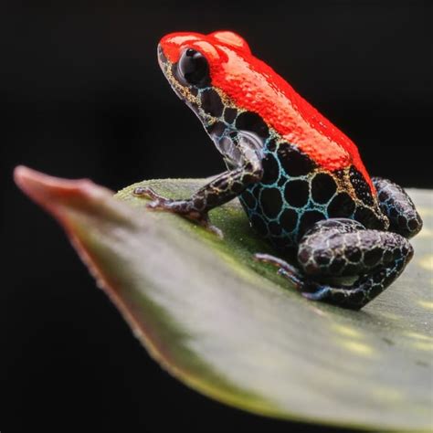 19 Poison Dart Frog Facts Fact Animal