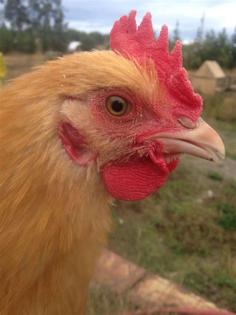 Red Rash On Face By Beaks And Cheeks Help Backyard Chickens Learn