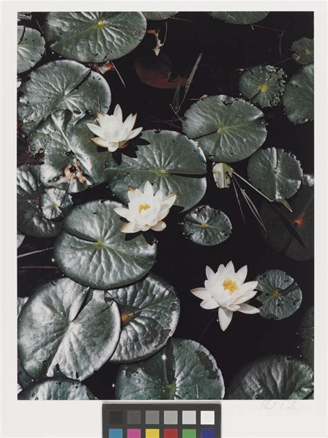 Water Lilies Madison New Hampshire June 25 1953 Amon Carter