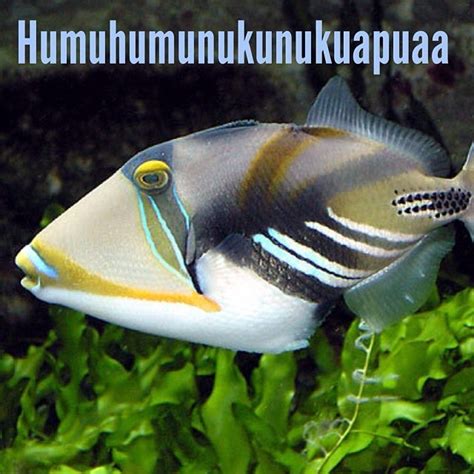 State Fish Of Hawaii Humuhumunukunukuāpuaa