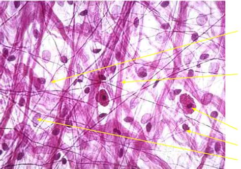 Areolar Loose Connective Tissue Diagram Quizlet