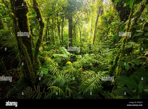 Dense Jungle Fotos Und Bildmaterial In Hoher Auflösung Alamy