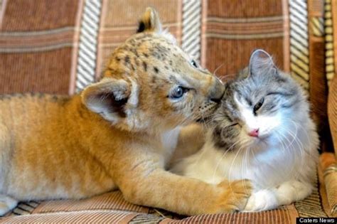 Liger Licks A Kitten Animals And Pets Baby Animals Cute Animals Wild
