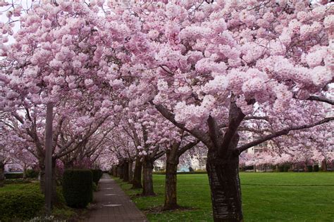 Cherry Blossom Trees Royalty Free Photo