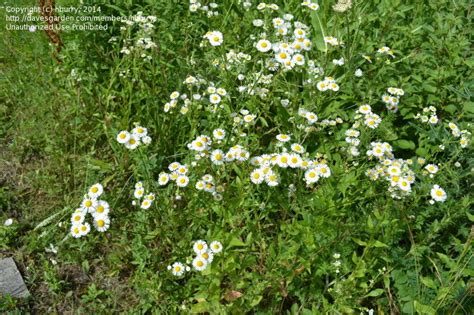 If the weed is left to its own devices the leaves and flowers will eventually begin to fade and fall back. Plant Identification: CLOSED: Small white daisy like ...