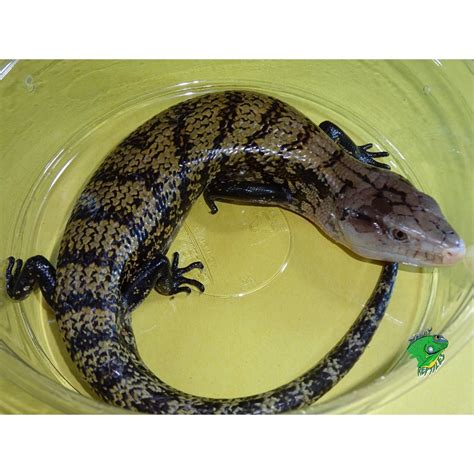 Ambon Blue Tongue Skink Adult Strictly Reptiles