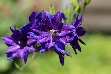 The brother 2504d overlocker is the ideal solution for finishing edges and hems professionally and affordably. Larkspur is Delicate and Excellent Long Lasting Cut Flower