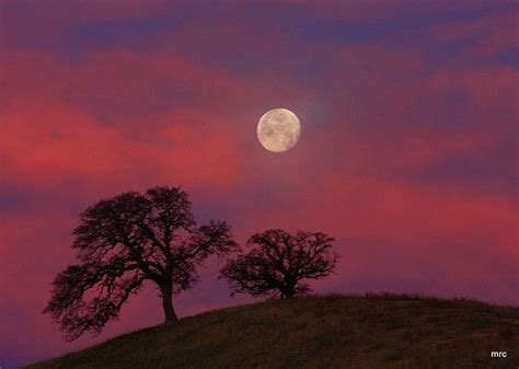 Hazy And Colorful Sunset Moonrise Moonrise Moonset Wildlife Pictures