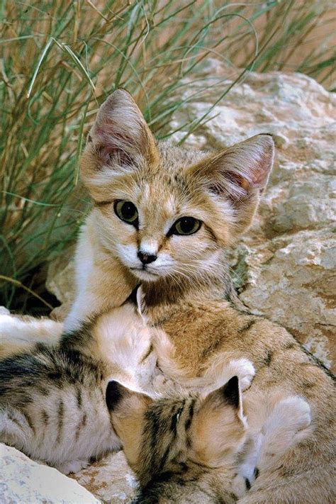 Arabian Sand Cat Small Wild Cats Cute Animals Sand Cat