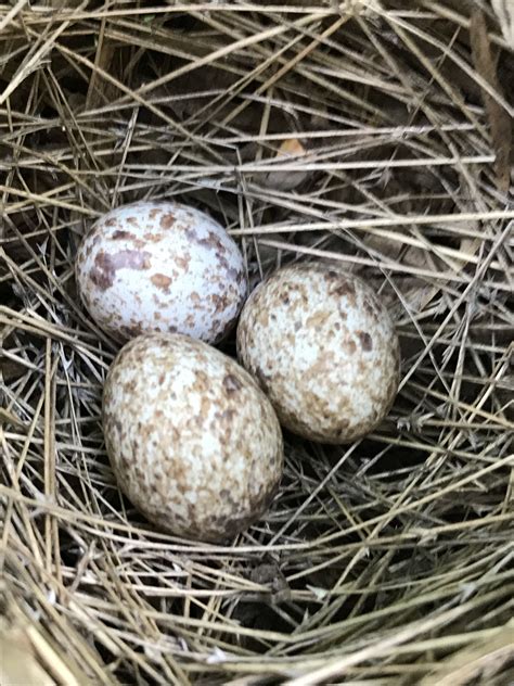 What Does A Cardinals Eggs Look Like Ucb