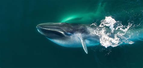 Fin Whales Whaling
