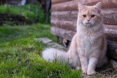 The Most Beautiful Cats Of The World Pets Reporter