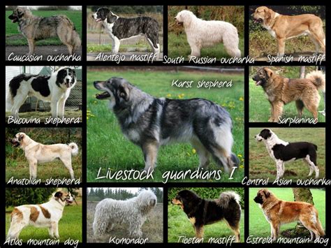 Livestock Guardian Dogs Stock Dogs And Guardians