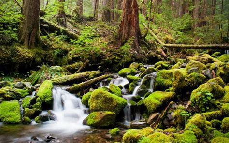 737090 Forests Stones Moss Stream Rare Gallery Hd Wallpapers