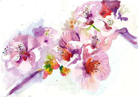 Sakura Cherry Flowers Watercolor Painting By Tiberiu Soos